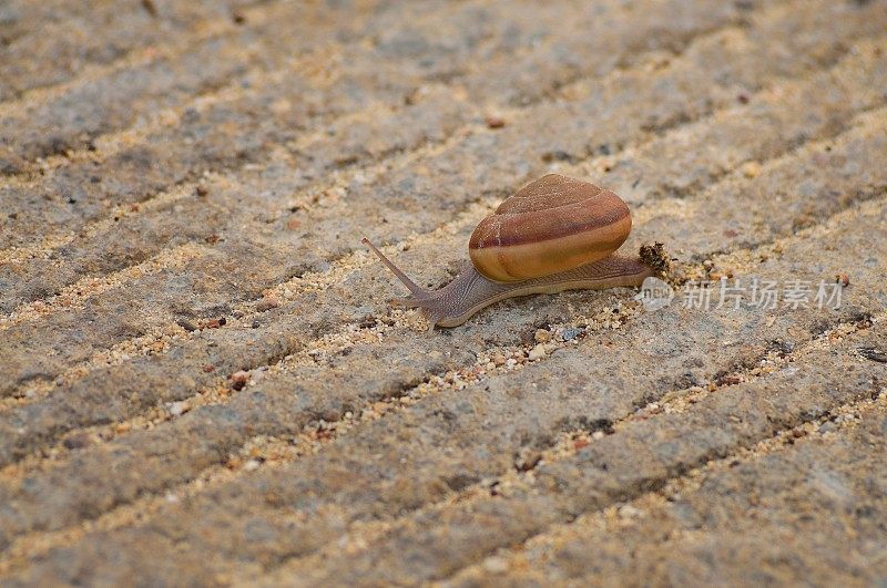 江道国家公园的花园蛞蝓- II